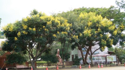 台灣欒樹帶來初秋氛圍 